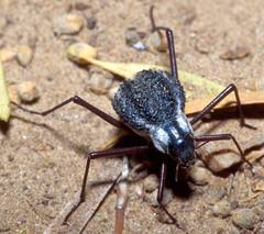 Stenocara gracilipes