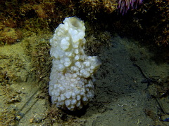 Phallusia mammillata