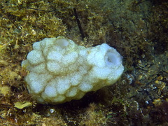 Phallusia mammillata