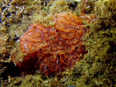 Aplidium nordmanni