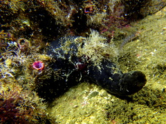 Phallusia fumigata