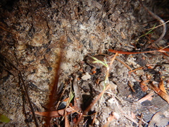 Austrochaperina gracilipes