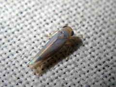 Empoascanara limbata