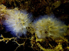 Clavelina oblonga