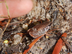 Austrochaperina gracilipes