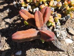 Crassula pyramidalis