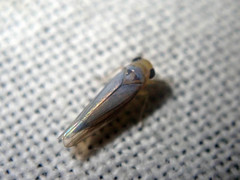 Empoascanara limbata