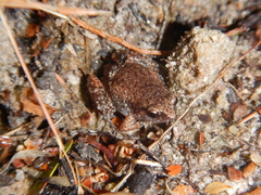 Austrochaperina gracilipes