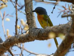Telophorus sulfureopectus similis