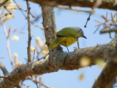 Telophorus sulfureopectus similis