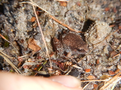 Austrochaperina gracilipes