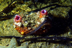 Pyura dura
