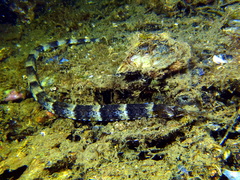 Narrow-Snouted Pipefish photo 2