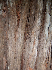 Allothereua maculata