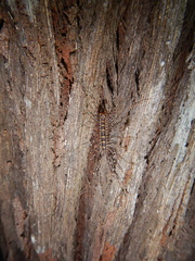 Allothereua maculata