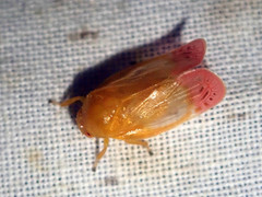 Eoscarta liternoides