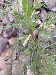 Cucullia artemisiae