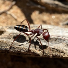 Camponotus aurocinctus