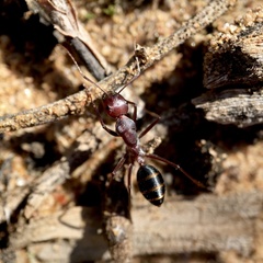 Camponotus aurocinctus