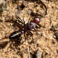 Camponotus aurocinctus