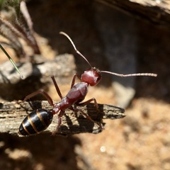 Camponotus aurocinctus