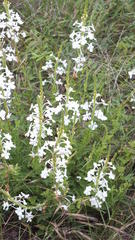 Chascanum hederaceum