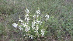 Chascanum hederaceum