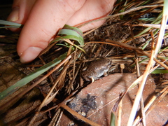 Austrochaperina gracilipes
