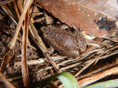 Austrochaperina gracilipes