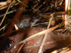 Austrochaperina gracilipes