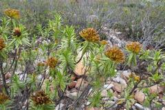 Pteronia fasciculata