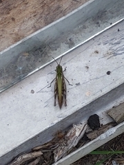 Chorthippus brunneus