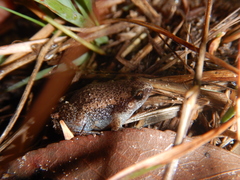 Austrochaperina gracilipes