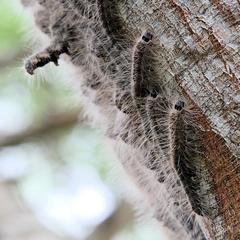 Anadiasa punctifascia