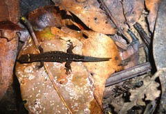 Pseudogonatodes guianensis