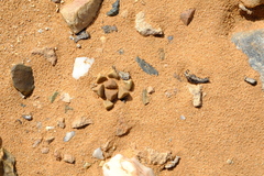 Psammophora nissenii