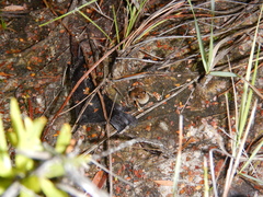 Crinia remota
