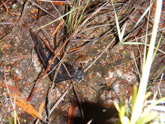 Crinia remota