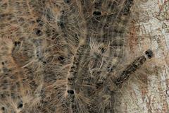 Anadiasa punctifascia