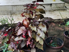 Begonia rex-cultorum