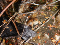 Crinia remota