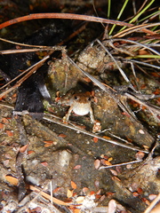 Crinia remota