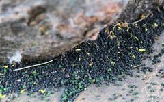 Anadiasa punctifascia