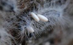 Anadiasa punctifascia