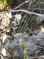 Amphithalea tomentosa