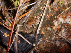Crinia remota