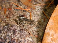 Crinia remota
