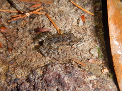 Crinia remota
