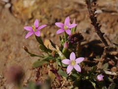 Centaurium pulchellum meyeri