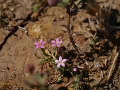 Centaurium pulchellum meyeri